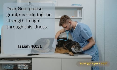 Prayers For Dogs Who Are Sick