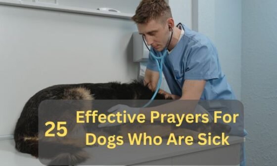 Prayers For Dogs Who Are Sick